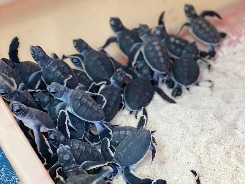 Turtle 1
